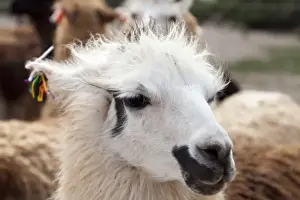 Images Dated 10th April 2011: Argentina, Jujuy, Tilcara, traditional llama brand with cotton flowers