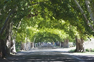 Images Dated 13th March 2009: ARGENTINA, Mendoza Province, Lujan de Cuyo. Wine country road