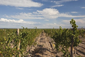 Wine Country Prints: ARGENTINA, Mendoza Province, San Carlos. Vineyard, Bodega O. Fournier boutique winery