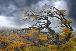 Patagonia Prints: Argentina, Patagonia. Fierce winds have shaped these trees
