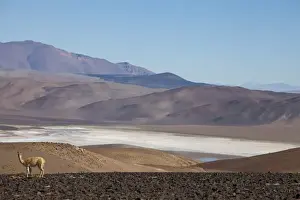Vicuna Prints: Argentina, Province Salta, vicuna with view to salt lake Tolillar