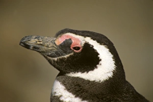 Specie Prints: Argentina, Punta Tombo, Chubut Province