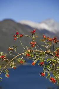 Images Dated 21st March 2009: Argentina, Rio Negro Province, Villa Mascardi. Wild Rose Hips (Rosa muschata)
