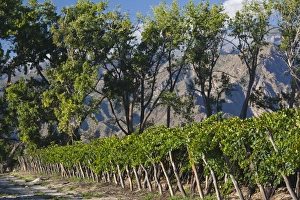 Images Dated 6th March 2009: ARGENTINA, Salta Province, Cafayate. Vineyard view, morning