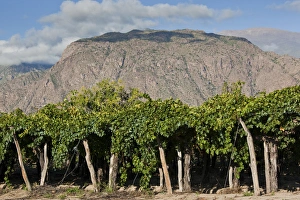 Wine Country Prints: ARGENTINA, Salta Province, Cafayate. Vineyard view, morning