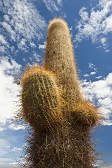 Images Dated 4th March 2009: ARGENTINA, Salta Province, Los Cardones National Park. Cactus