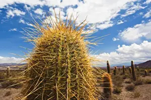 Salta Province Prints: Argentina, Salta Province, Los Cardones National Park. Cactus