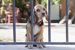 Jutta Riegel Prints: Argentina, Salta, skeptical dog behind a fence