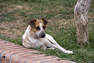 Jutta Riegel Prints: Argentina, Salta, street dog