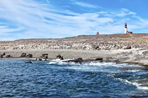 Santa Cruz Prints: Argentina, Santa Cruz. Puerto Deseado, Isla Pinguino (Penguin Island), sea lions