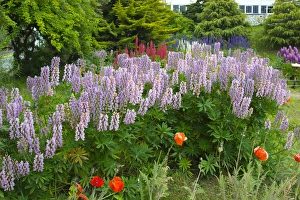 Images Dated 3rd February 2014: Argentina. Tierra del Fuego. Ushuaia. Flowers in the garden of the Govenors cottage