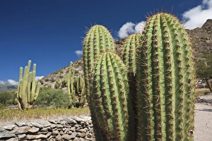ARGENTINA, Tucuman Province, Quilmes. Cacti and ruins of ancient indigenous people s
