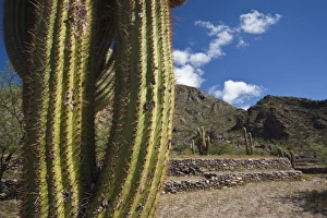 Images Dated 6th March 2009: Argentina, Tucuman Province, Quilmes. Cacti and ruins of ancient indigenous people s