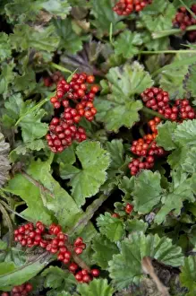 Patagonian Prints: Argentina, Ushuaia. Tiny red berries cover the tundra floor