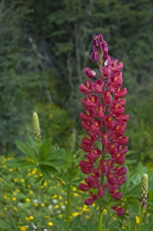 Patagonian Prints: Argentina, Ushuaia. Wild lupine