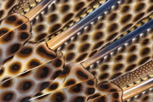 Images Dated 14th February 2010: Argus Pheasant Wing Feather design with patterns with spots