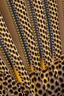 Pheasant Prints: Argus Pheasant Wing Feather design with patterns with spots