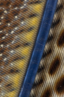 Argus Pheasant Wing Feather design with patterns with spots