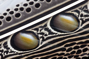 Images Dated 5th October 2011: Argus Pheasant Wing Feather design with patterns with spots