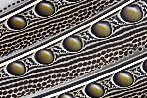 Images Dated 5th October 2011: Argus Pheasant Wing Feather design with patterns with spots