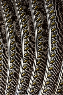 Images Dated 5th October 2011: Argus Pheasant Wing Feather design with patterns with spots