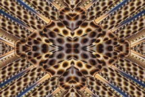 Images Dated 14th February 2010: Argus Pheasant Wing Feather design with patterns with spots