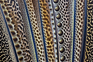 Spots Prints: Argus Pheasant Wing Feathers Fanned out