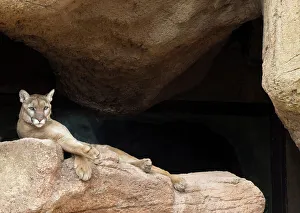 Arizona, Arizona-Sonora Desert Museum. Mountain lion