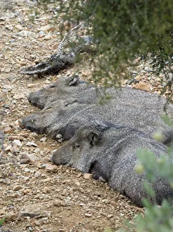 Tayassu Tajacu Prints: Arizona, Arizona-Sonora Desert Museum. Resting javelinas