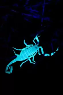 Arizona bark scorpion, Centruroides exilicauda, glowing in UV light, Grand Canyon National Park