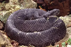 Rattle Snake Prints: Arizona Black Rattlesnake, Crotalus viridis cerberus, Native to Arizona