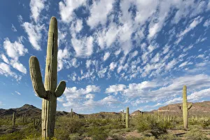 Arizona. Clouds spread across a blue sky above saguaro cactus in Organ Pipe National