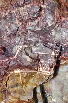 Lynn Seldon Prints: Arizona. Colorful petrified logs along the Crystal Forest and Trail, Petrified Forest