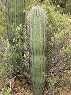 Succulent Prints: Arizona, Coronado National Forest. Young saguaro cactus