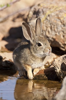 Images Dated 7th May 2007: Arizona Cottontail Rabbit Sylvilagus audubonii SE Arizona