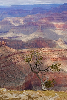 Arizona Prints: Arizona, Grand Canyon National Park, South Rim