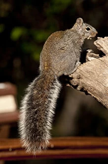 Arizona Gray Squirrel Sciurus arizonensis SE Arizona