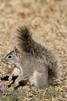 Images Dated 4th May 2006: Arizona Gray Squirrel Sciurus arizonensis SE Arizona