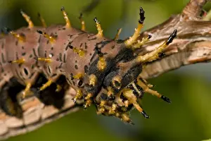 Images Dated 16th September 2007: Arizona Horned Devil Caterpillar Citheronia regalis sinaloensis Native to Arizona