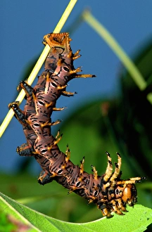 Images Dated 28th February 2007: Arizona Horned Devil Moth Caterpillar Citheronia splendens arizonensis