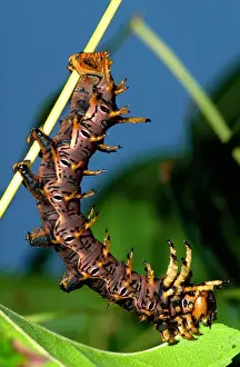 David Northcott Prints: Arizona Horned Devil Moth Caterpillar Citheronia splendens arizonensis
