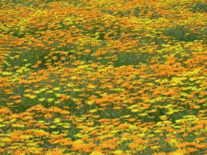 Mesa Prints: Arizona, Mesa. Field of flowering African Daisies