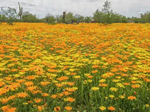 Mesa Prints: Arizona, Mesa. Field of flowering African Daisies
