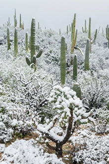 Cacti Prints: Arizona, Pima County. Sonoran Desert with snow