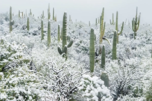 Cacti Prints: Arizona, Pima County. Sonoran Desert with snow