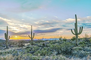 Ocotillo Prints: Arizona, Saguaro National Park. Saguaro sunset