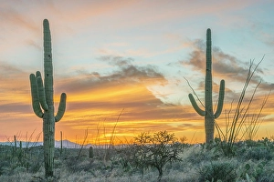 Ocotillo Prints: Arizona, Saguaro National Park. Saguaro sunset