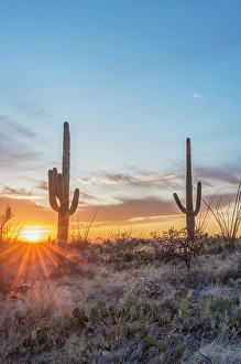 Ocotillo Prints: Arizona, Saguaro National Park. Saguaro sunset