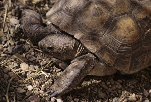 Arizona-Sonora Desert Museum, Tucson, Arizona, United States