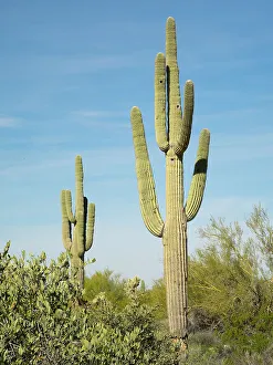 Succulent Prints: Arizona, Sonoran Desert, Tonto National Forest. Multi-armed saguaro cacti scene